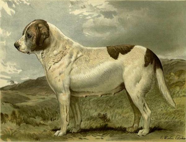 Fred Grahams Smooth St. Bernard Abbess by Charles Burton Barber
