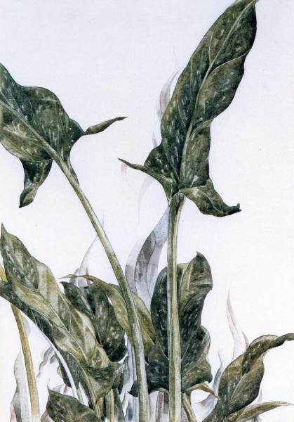 Yellow Calla Lily Leaves by Charles Demuth