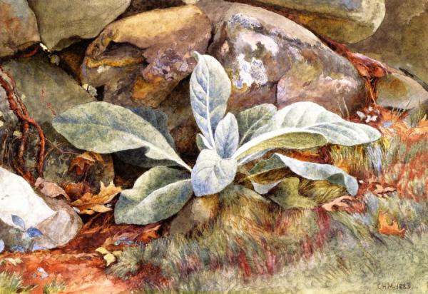 Charles Herbert Moore Mullen And Rocks