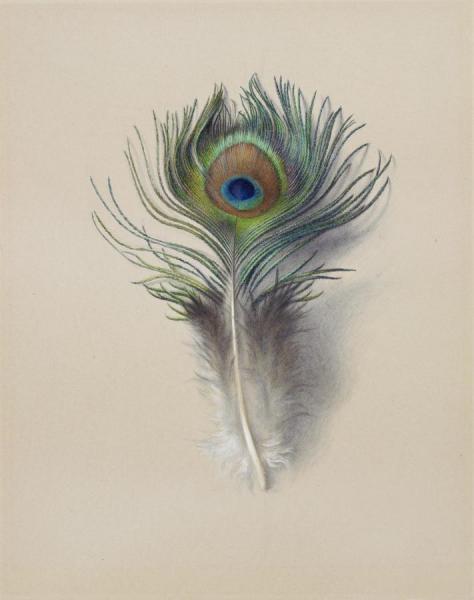 Peacock Feather by Charles Herbert Moore Oil Painting Reproductions