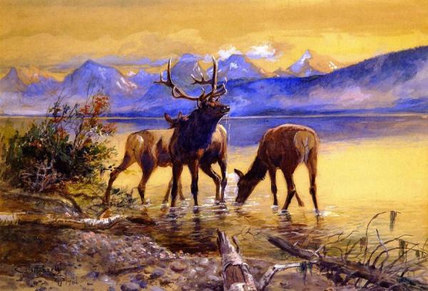 Elk In Lake Mcdonald by Charles Marion Russell