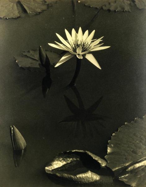 The Lily,mount Kisco by Charles Sheeler