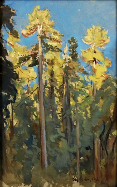 The Last Rays,big Basin,cal by Colin Campbell Cooper
