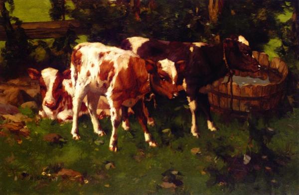 Calves by David Gauld