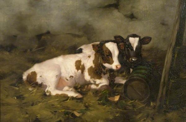 Calves by David Gauld