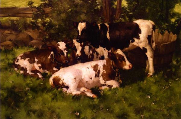 Calves Resting by David Gauld
