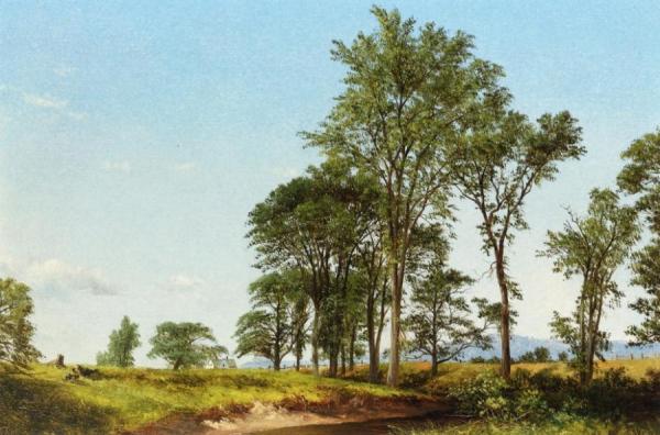 Young Elms by David Johnson
