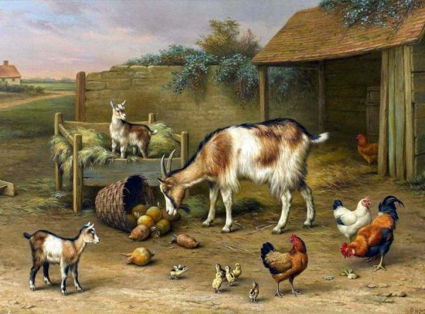 Goats, Chickens And Chicks In A Farmyard by Edgar Hunt