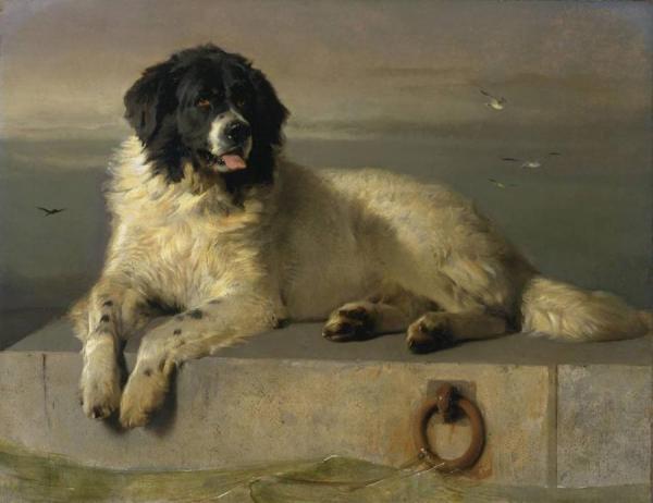 A Distinguished Member Of The Humane Society by Edwin Henry Landseer