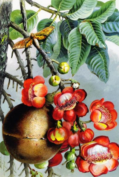 Couroupita Guianeses, British Guiana (also Known As Cannonball Atree) by Ellis Rowan