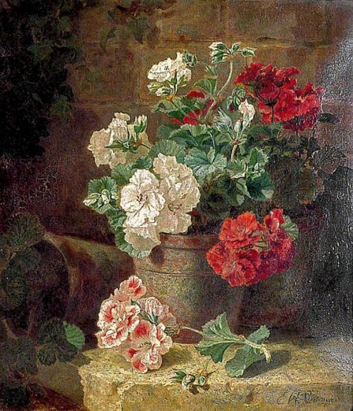 Still Life, Pelargoniums by Eloise Harriet Stannard