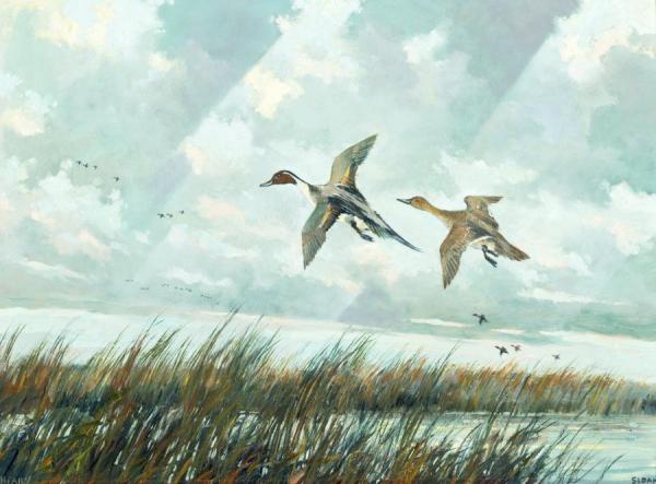 Pintails by Eric Sloane Oil Painting Reproductions
