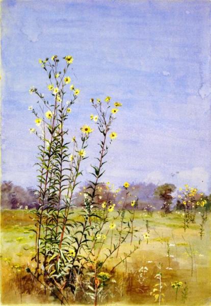 Daisies In A Meadow by Fidelia Bridges Oil Painting Reproductions