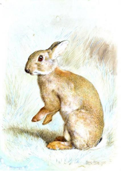 Frank Paton Study Of A Rabbit