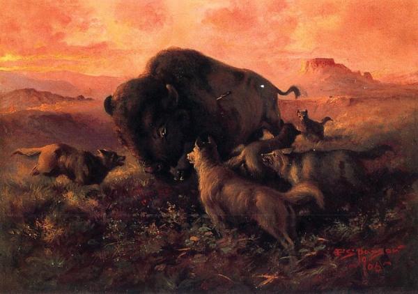 The Wounded Buffalo by Frank Tenney Johnson