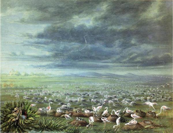 Ambush For Flamingos In South America by George Catlin