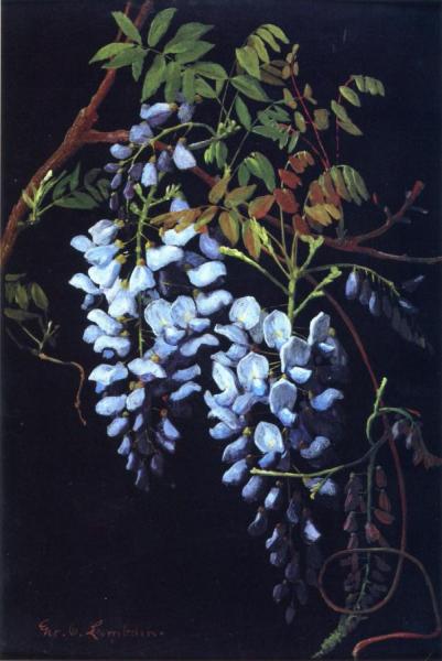 Wisteria by George Cochran Lambdin