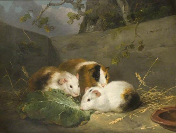 Guinea Pigs by George Morland