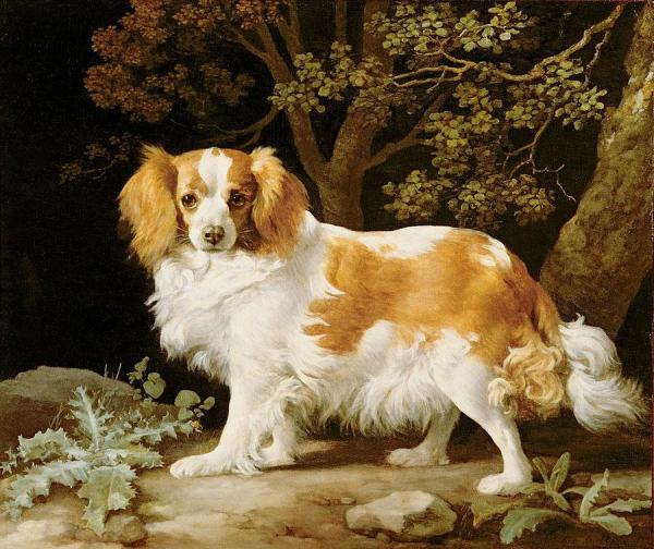 King Charles Spaniel by George Stubbs Oil Painting Reproductions