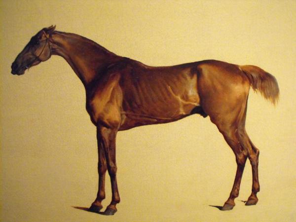 Rufus by George Stubbs Oil Painting Reproductions