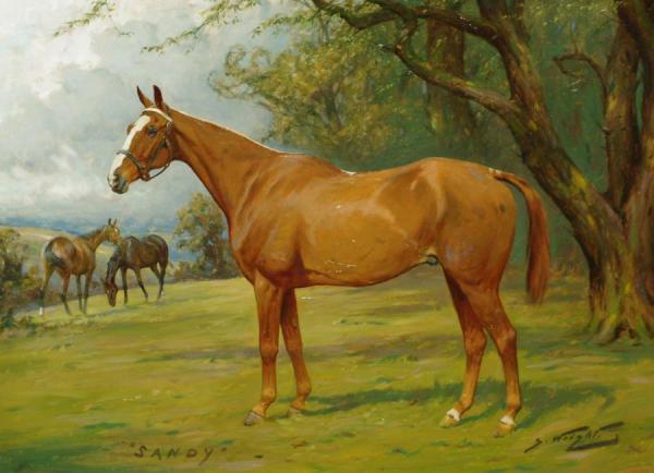 Portrait Of A Chesnut Hunter,'sandy' by George Wright