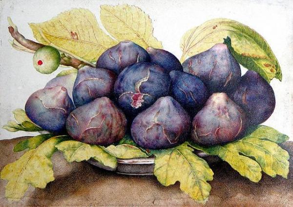 Giovanna Garzonni Nature Morte Au Figues