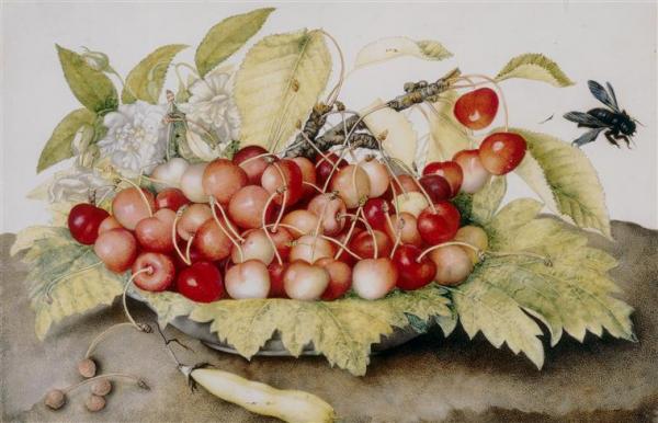 Giovanna Garzonni Nature Morte Aux Cerises