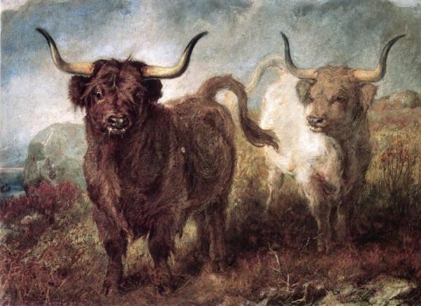 Highland Cattle by Gourlay Steele