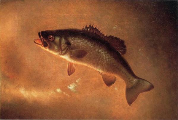 Broadtail Bass by Gurdon Trumbull