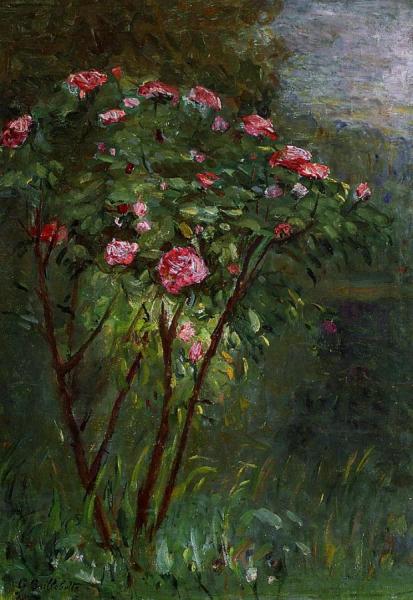 Rose Bush In Flower by Gustave Caillebotte