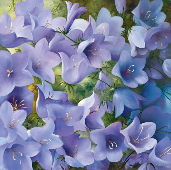 Bellflower by Heinz Schölnhammer