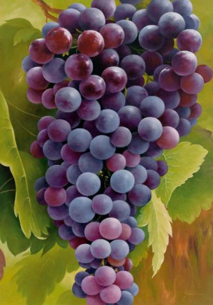 Black Grapes On The Vine (blaue Trauben An Der Rebe) by Heinz Schölnhammer