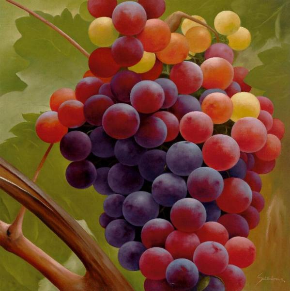 Heinz Schölnhammer Grapes On The Vine (trauben An Der Rebe)