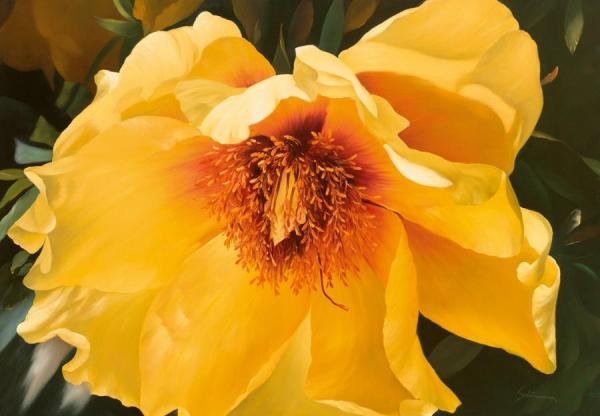 Peony by Heinz Schölnhammer