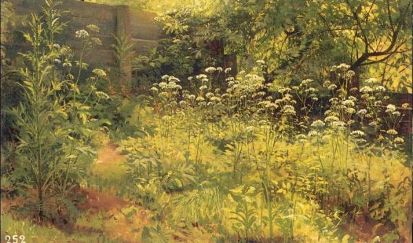 Aegopodium, Pargolovo (etude) by Ivan Ivanovich Shishkin