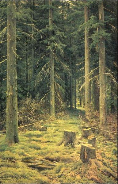 Coniferous Forest by Ivan Ivanovich Shishkin