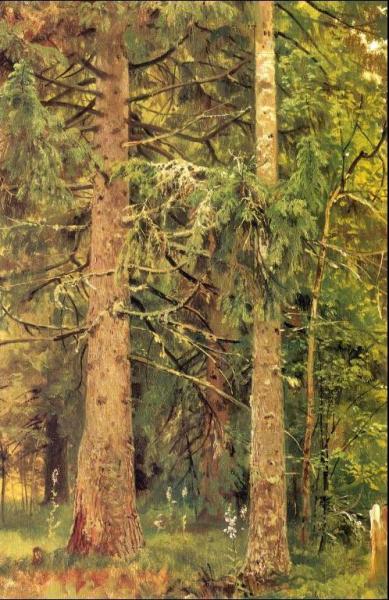 Firry Forest (etude) by Ivan Ivanovich Shishkin