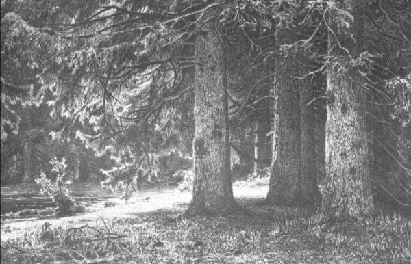 Firs In The Park Of Shuvalov by Ivan Ivanovich Shishkin