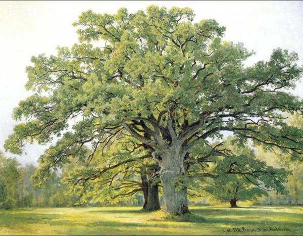 Oaks In The Old Petergof by Ivan Ivanovich Shishkin