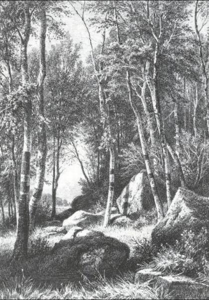 On Edge Of Birch Grove, Valaam by Ivan Ivanovich Shishkin