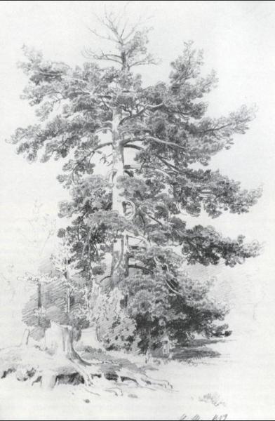 Pine by Ivan Ivanovich Shishkin