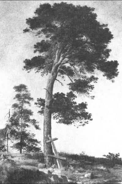 Pine On The Valaam (etude) by Ivan Ivanovich Shishkin