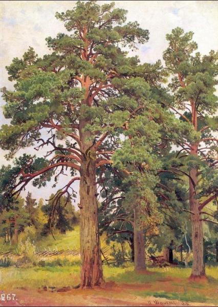 Ivan Ivanovich Shishkin Pine Without Sunshine (etude)