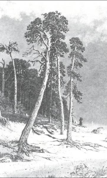 Pines by Ivan Ivanovich Shishkin