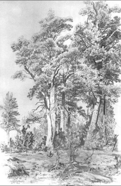 Pines by Ivan Ivanovich Shishkin