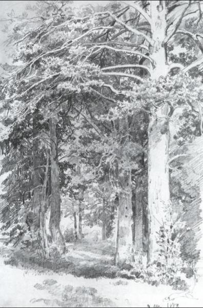Piny Forest by Ivan Ivanovich Shishkin