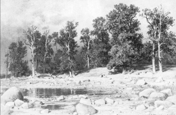 Shore Of Oak Grove Of Peter The Great In Sestroretsk by Ivan Ivanovich Shishkin