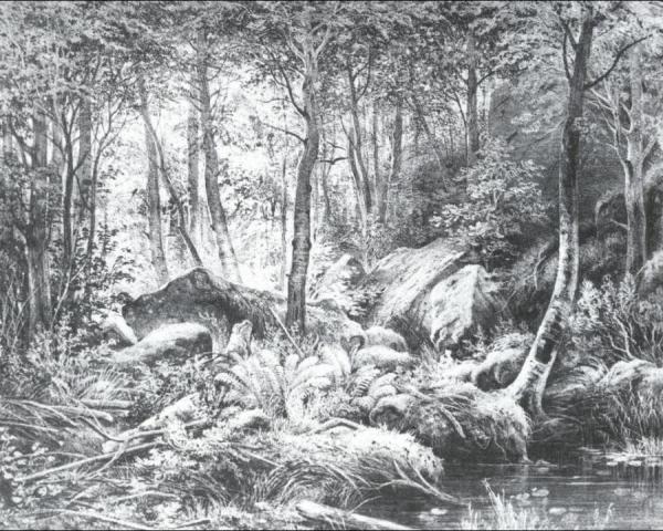 Thicket (view On The Island Valaam) by Ivan Ivanovich Shishkin
