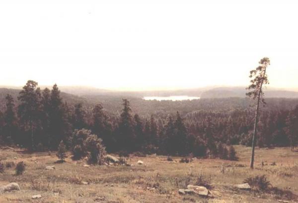 Woodland Distance by Ivan Ivanovich Shishkin