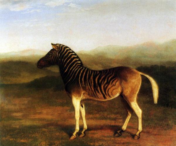 A Male Quagga From Africa by Jacques-laurent Agasse